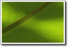 Green leaf